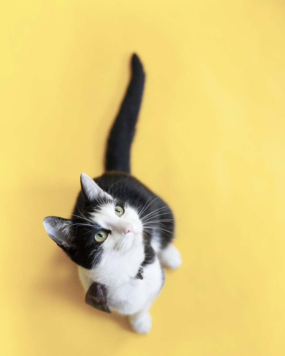 Purrfect Styles for Your Stylish Cat!