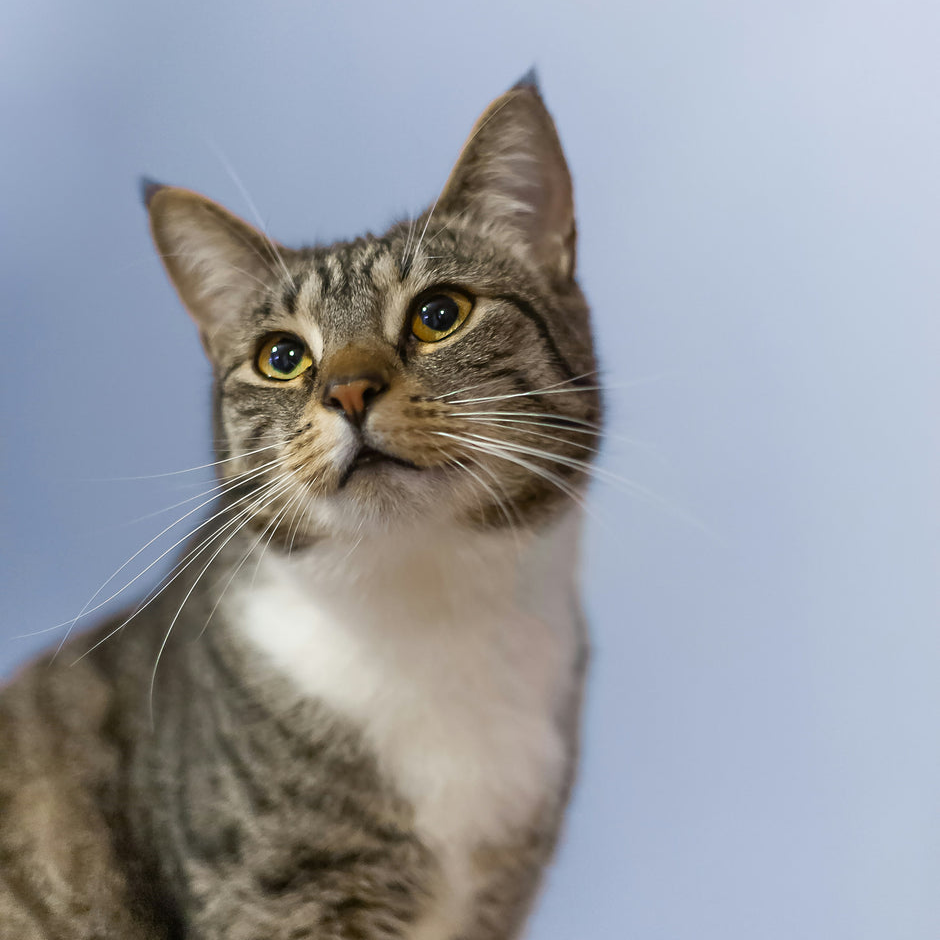 Cozy Comfort for Your Furry Friend!